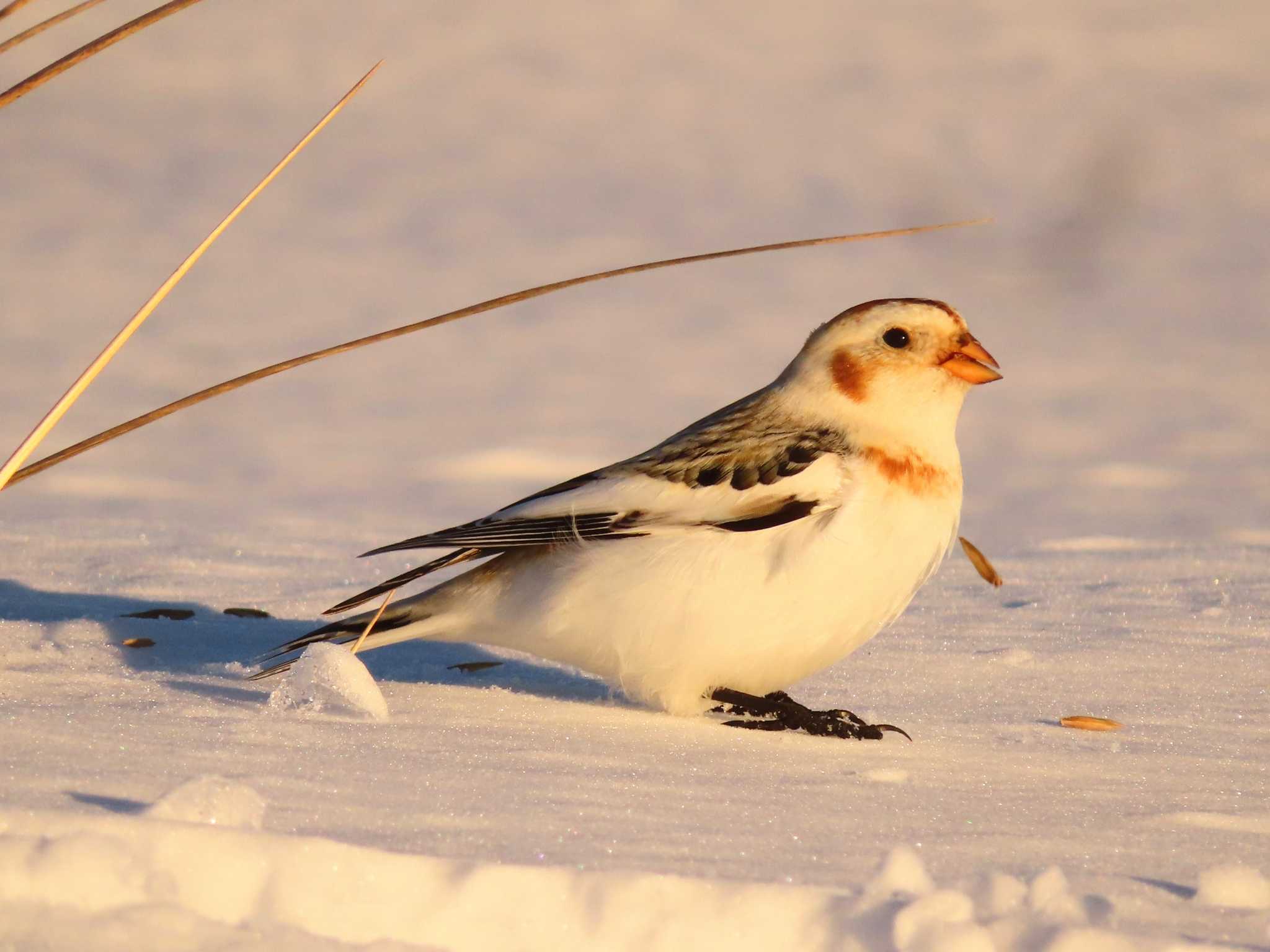 Snow Bunting