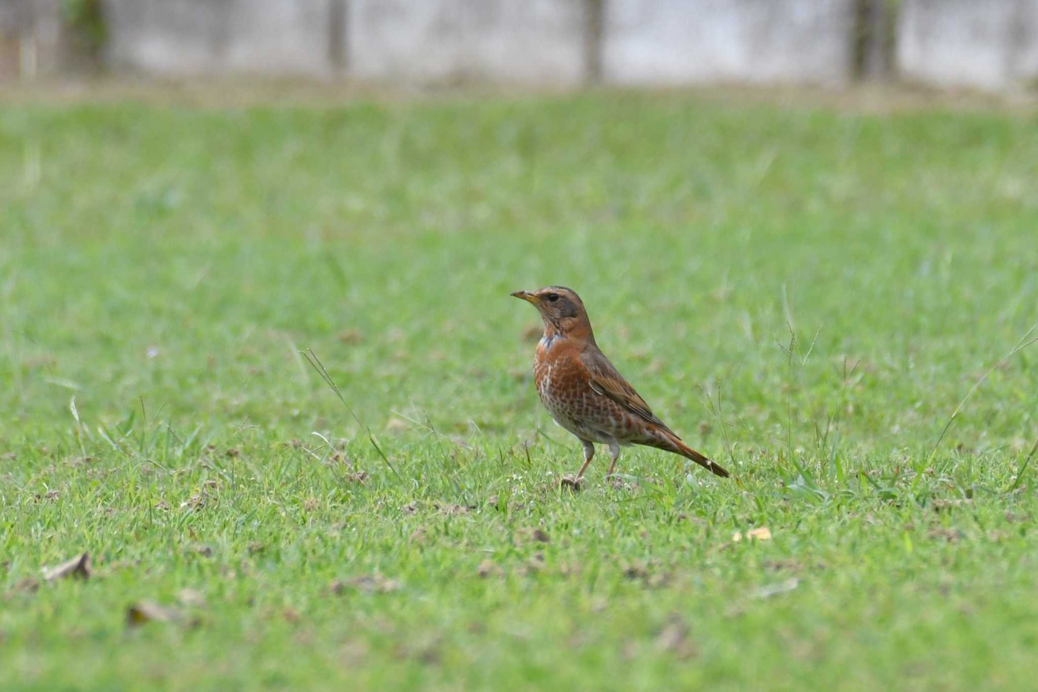 Photo of Naumann's Thrush at Iriomote Island(Iriomotejima) by 岸岡智也