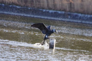 カワウ 洞峰公園 2024年3月9日(土)