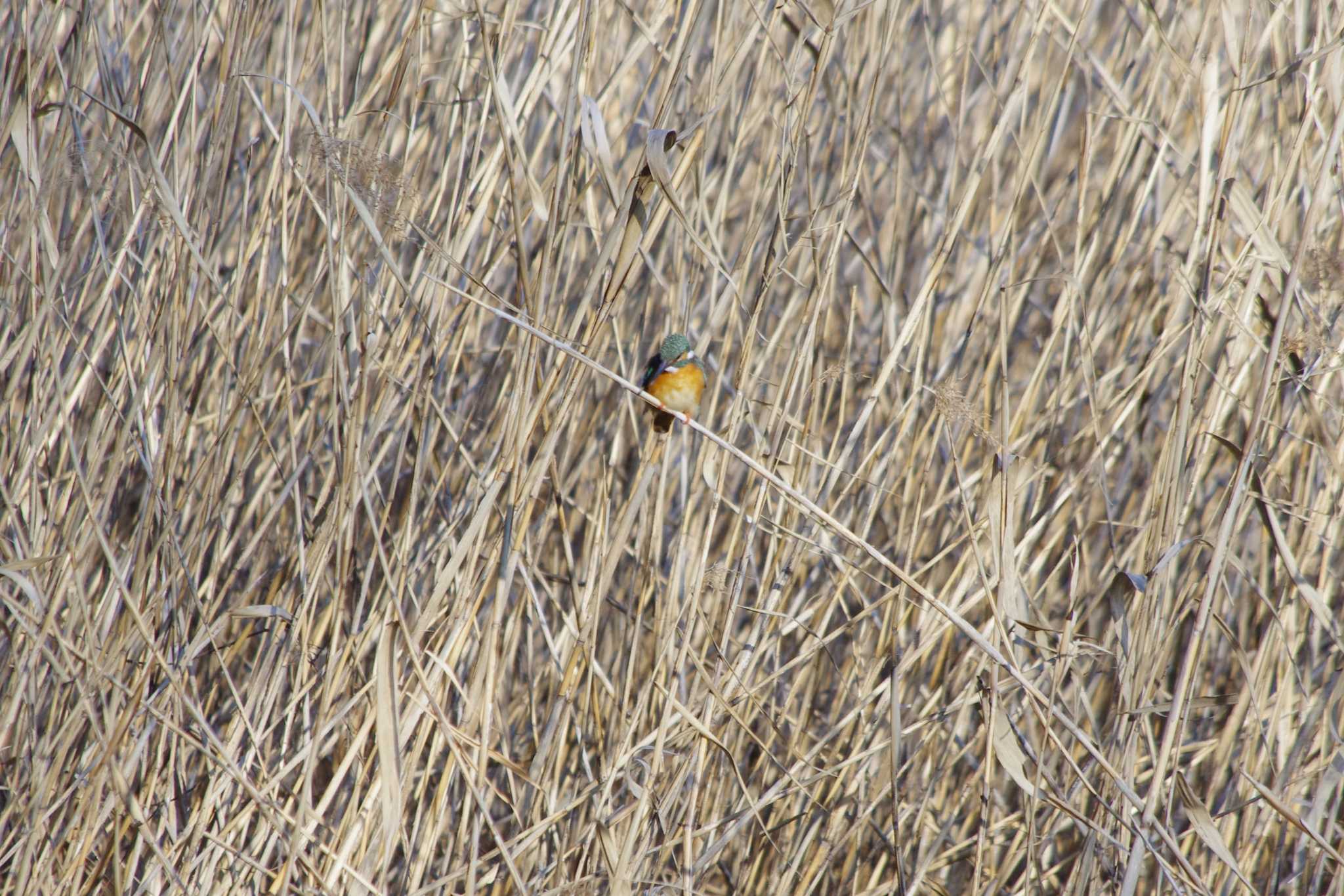 Photo of Common Kingfisher at 洞峰公園 by アカウント15604