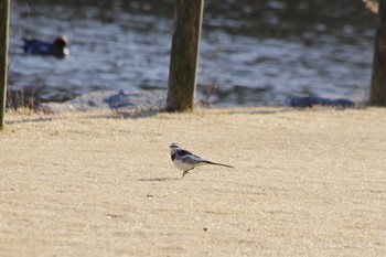 ハクセキレイ 洞峰公園 2024年3月9日(土)