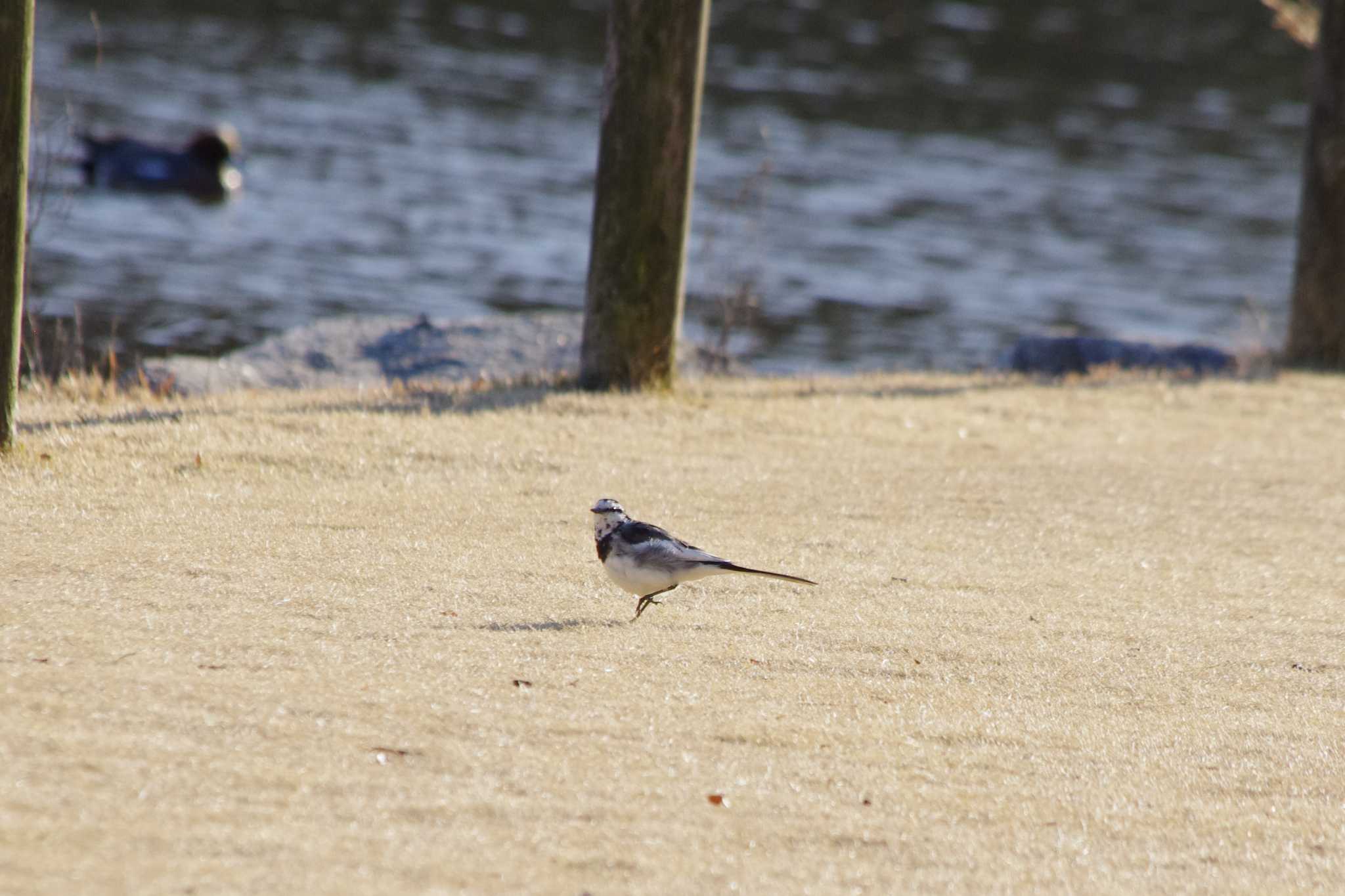 White Wagtail