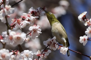 Warbling White-eye 近所の公園 Fri, 3/1/2024