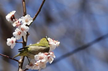 Warbling White-eye 近所の公園 Fri, 3/1/2024