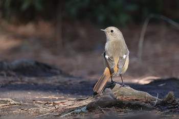 ジョウビタキ 近所の公園 2024年3月1日(金)