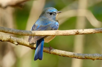 ルリビタキ 各務野自然遺産の森 2024年3月8日(金)