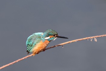 Common Kingfisher 神奈川県 Sat, 3/9/2024