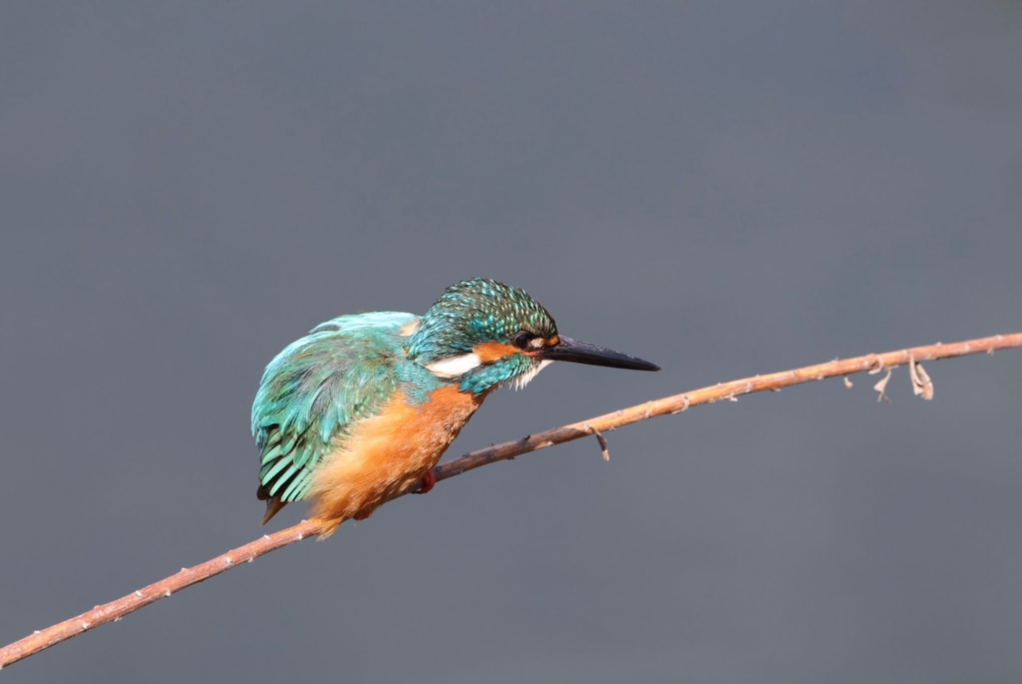 Photo of Common Kingfisher at 神奈川県 by Allium