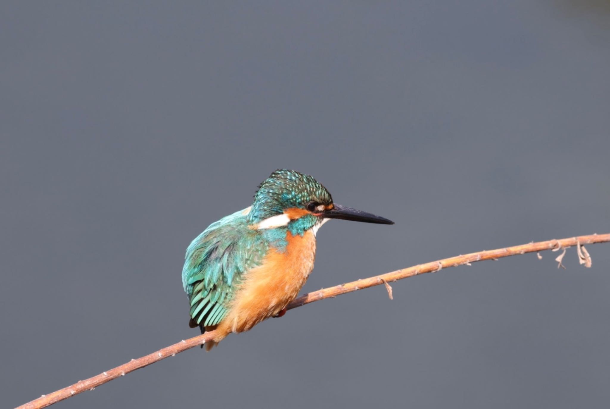 Photo of Common Kingfisher at 神奈川県 by Allium