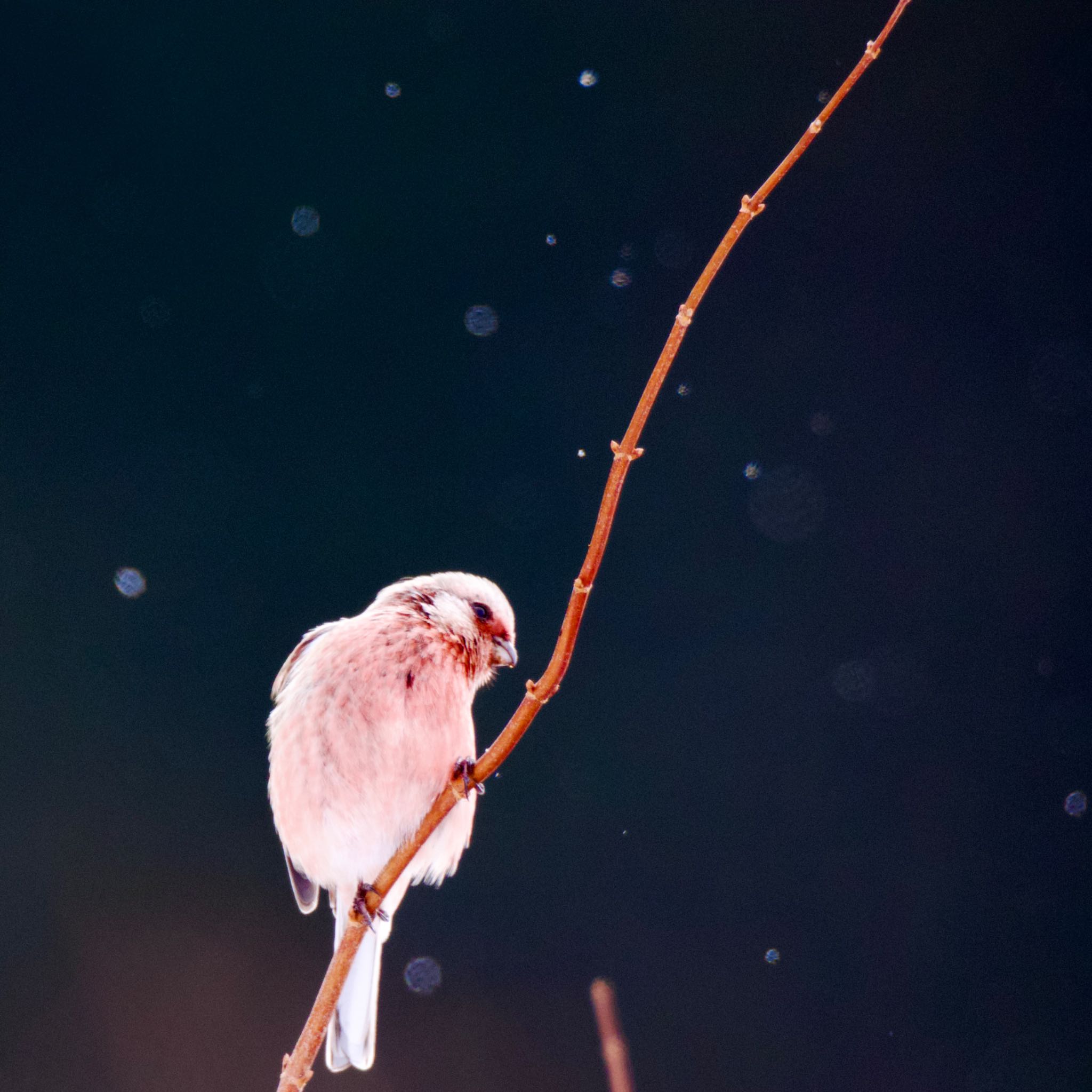 Photo of Siberian Long-tailed Rosefinch at 岩手県 by ハゲマシコ