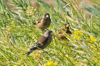 Grey-capped Greenfinch 荒川・砂町水辺公園(東京都江東区) Sat, 3/9/2024