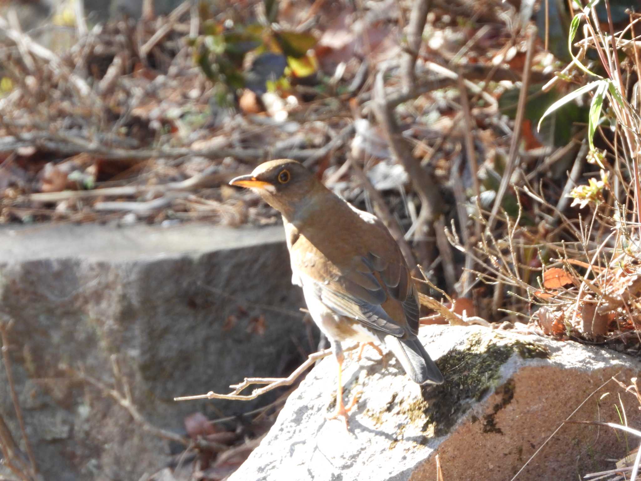 Pale Thrush