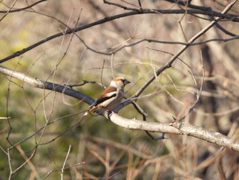 Hawfinch 庚申山総合公園 Sun, 1/7/2024