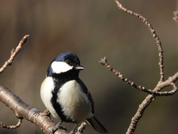 Japanese Tit 庚申山総合公園 Sun, 1/7/2024