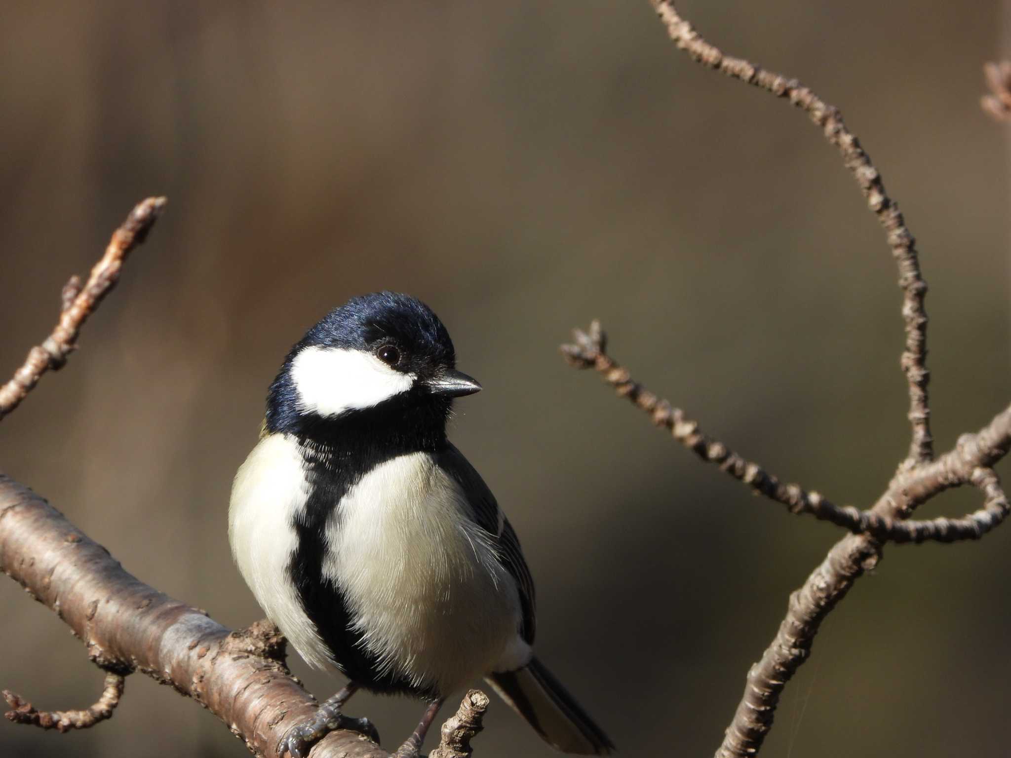 Japanese Tit