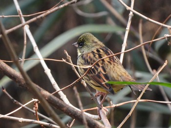 Masked Bunting 庚申山総合公園 Sun, 1/7/2024