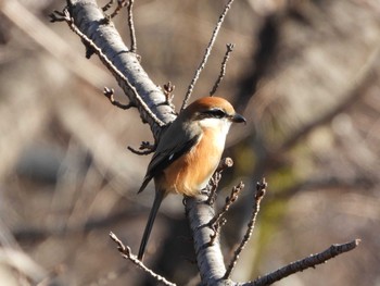 Bull-headed Shrike 庚申山総合公園 Sun, 1/7/2024