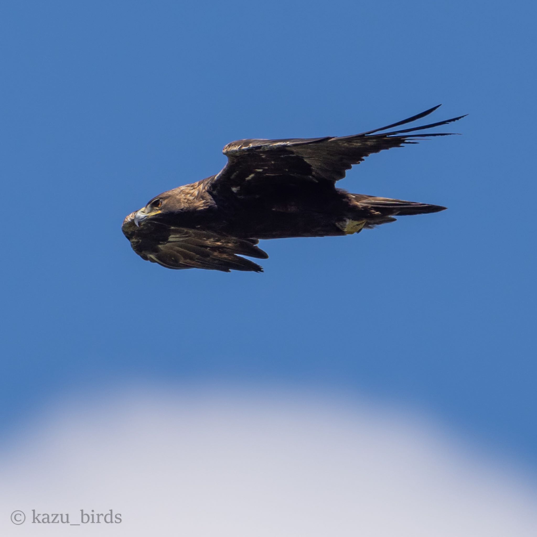 Photo of Golden Eagle at 伊吹山 by アグリ