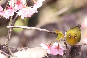 メジロ 行徳野鳥観察舎付近 2024年3月3日(日)