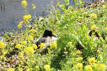 Mallard 行徳野鳥観察舎付近 Sun, 3/3/2024