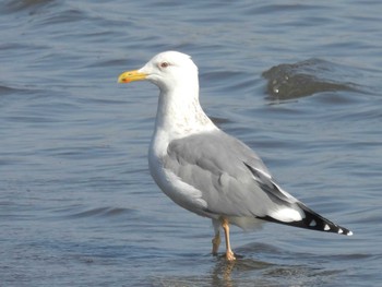 Vega Gull Kasai Rinkai Park Mon, 3/4/2024