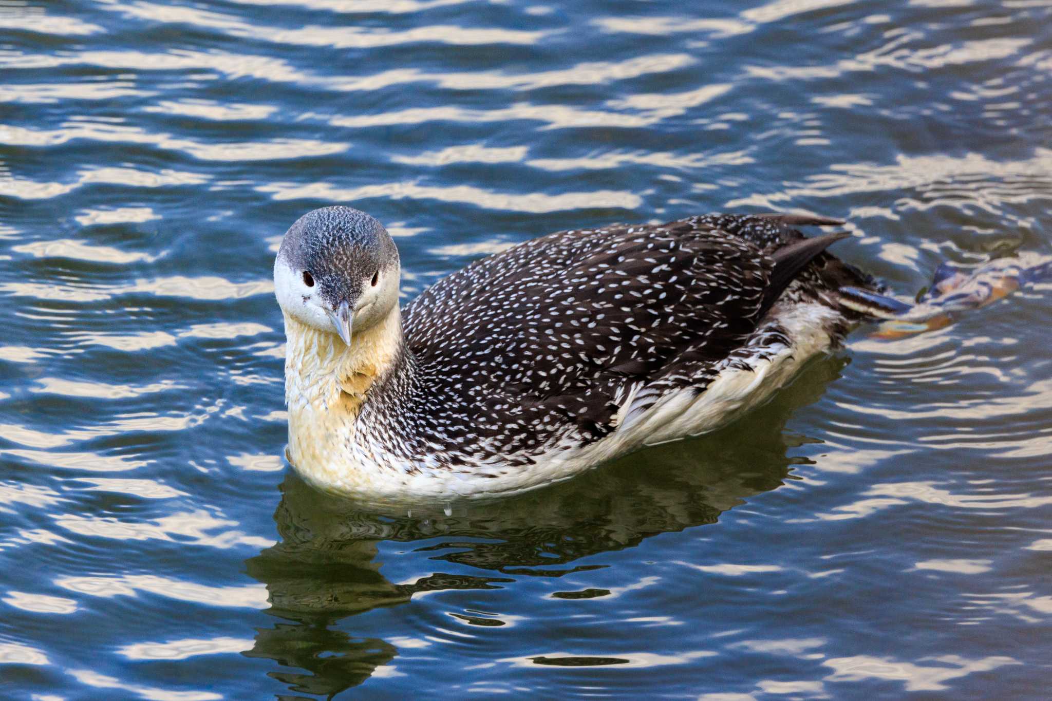 Photo of Red-throated Loon at 喜瀬川 by ときのたまお