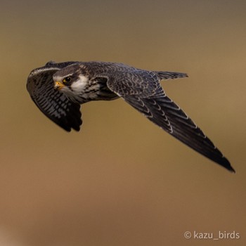 Amur Falcon 長崎 Tue, 11/7/2023