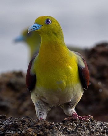 White-bellied Green Pigeon 大分 Unknown Date