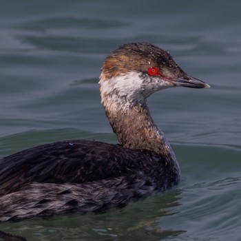 Horned Grebe 熊本 Tue, 3/7/2023