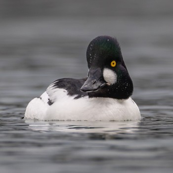 Common Goldeneye 福岡 Thu, 1/19/2023