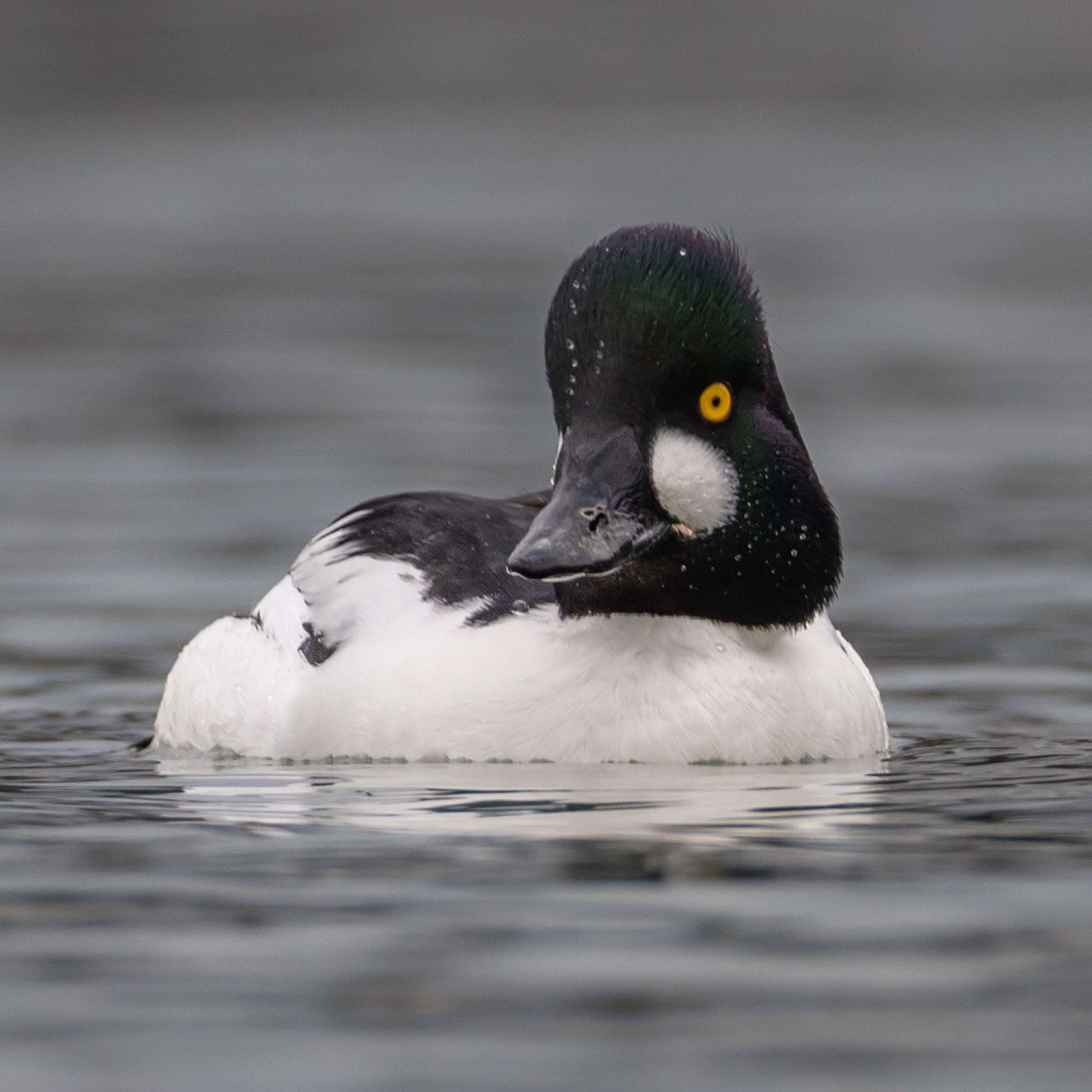 Photo of Common Goldeneye at 福岡 by アグリ