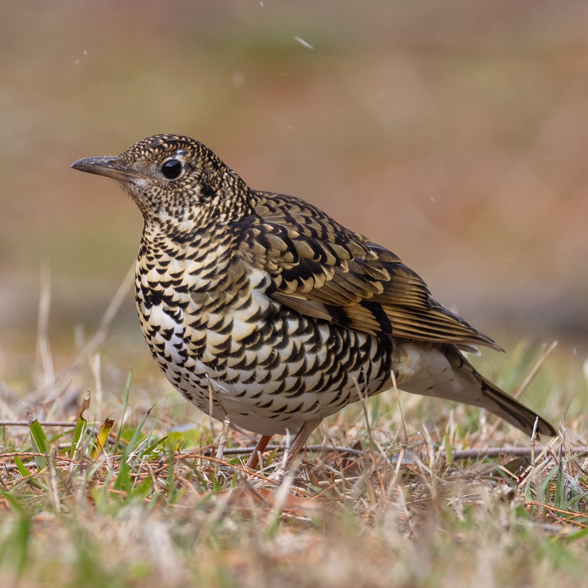 Photo of White's Thrush at 福岡 by アグリ