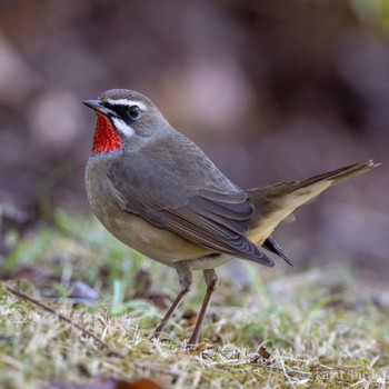 Siberian Rubythroat 福岡 Tue, 10/31/2023