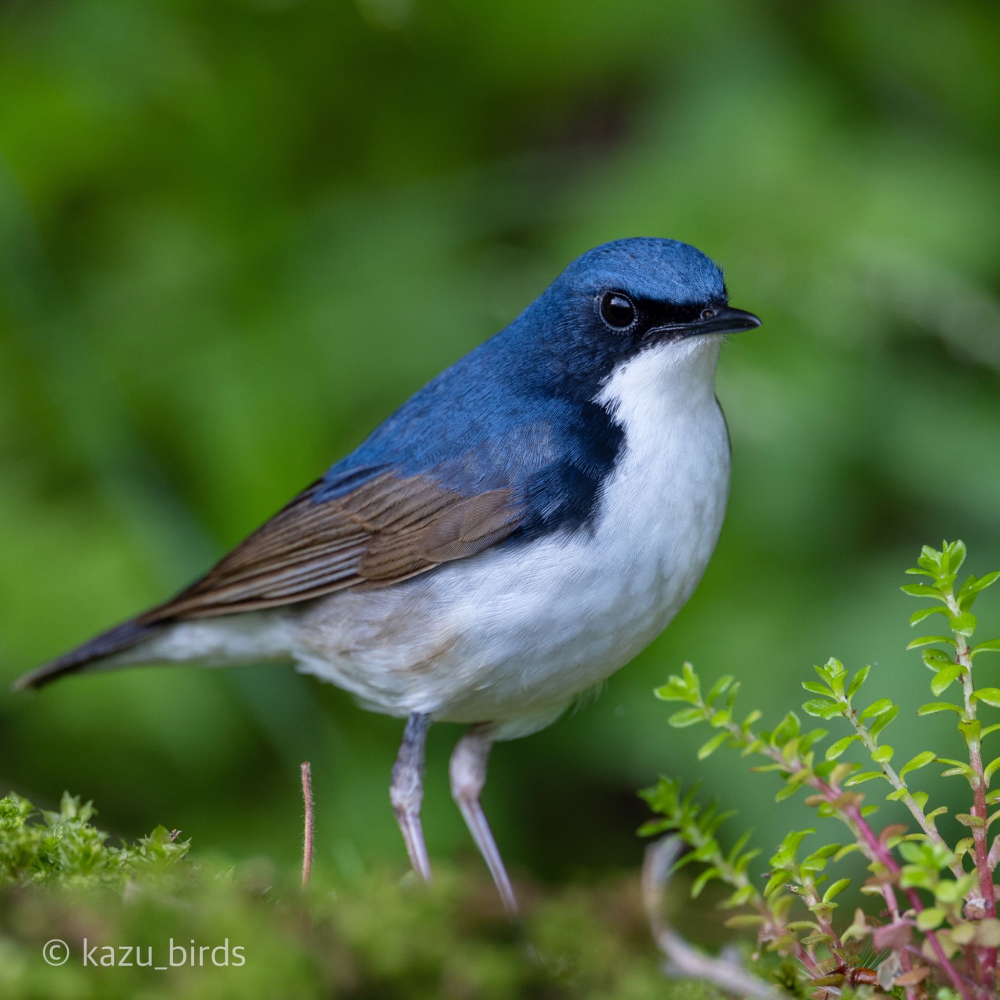 Photo of Siberian Blue Robin at 福岡 by アグリ