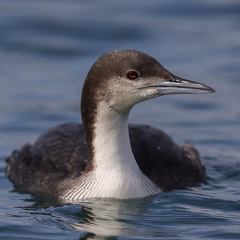 Pacific Loon 福岡 Thu, 2/23/2023