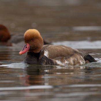 Red-crested Pochard 大分 Mon, 2/13/2023