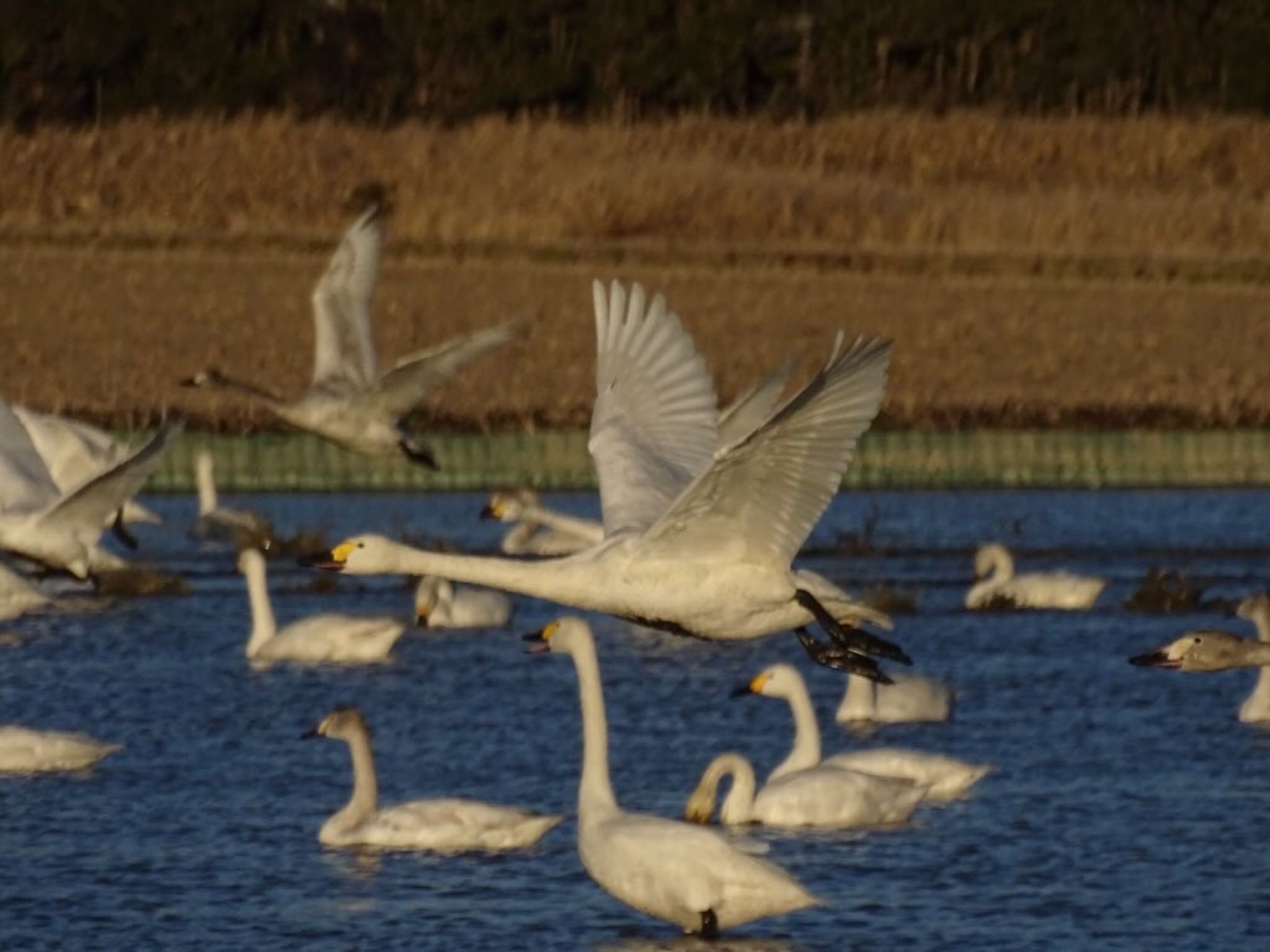 本埜村白鳥の郷 オオハクチョウの写真 by しんの