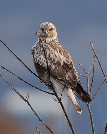 Rough-legged Buzzard 九州 Thu, 1/26/2023