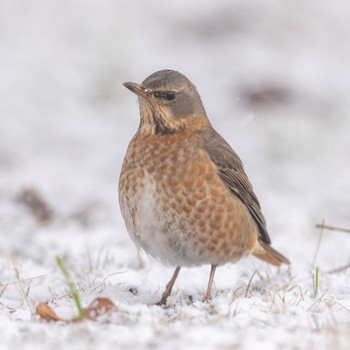 Naumann's Thrush 福岡 Tue, 1/24/2023