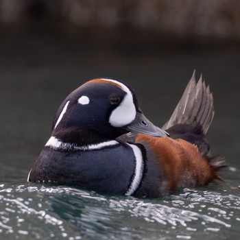 Harlequin Duck 福岡 Thu, 1/19/2023