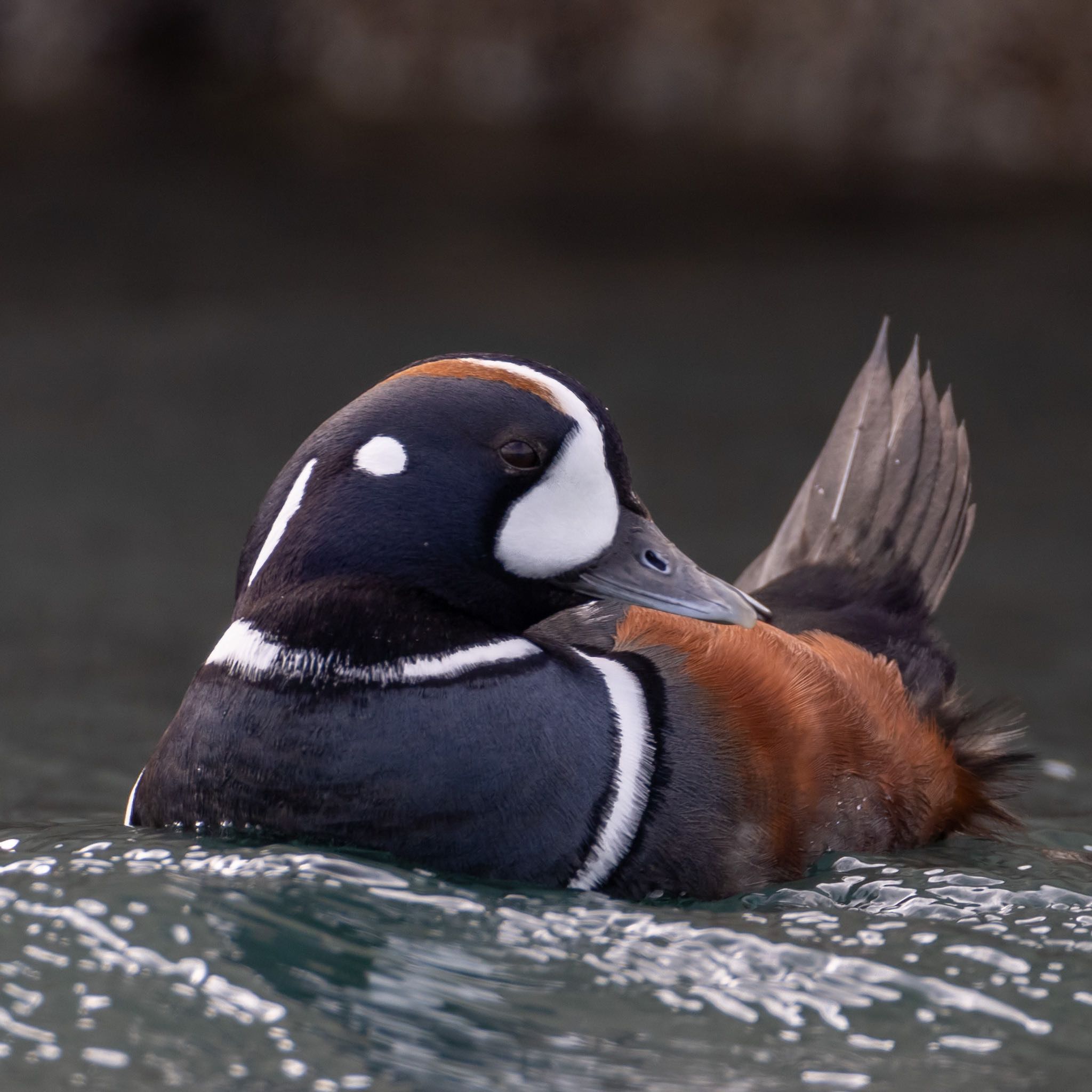 Photo of Harlequin Duck at 福岡 by アグリ