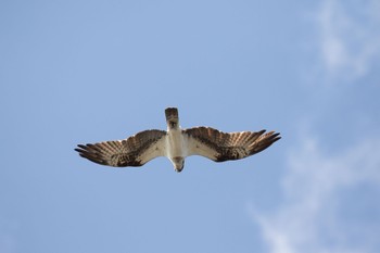 Osprey 島田川河口(山口県) Sat, 3/9/2024