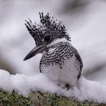 Crested Kingfisher 福岡 Tue, 12/20/2022