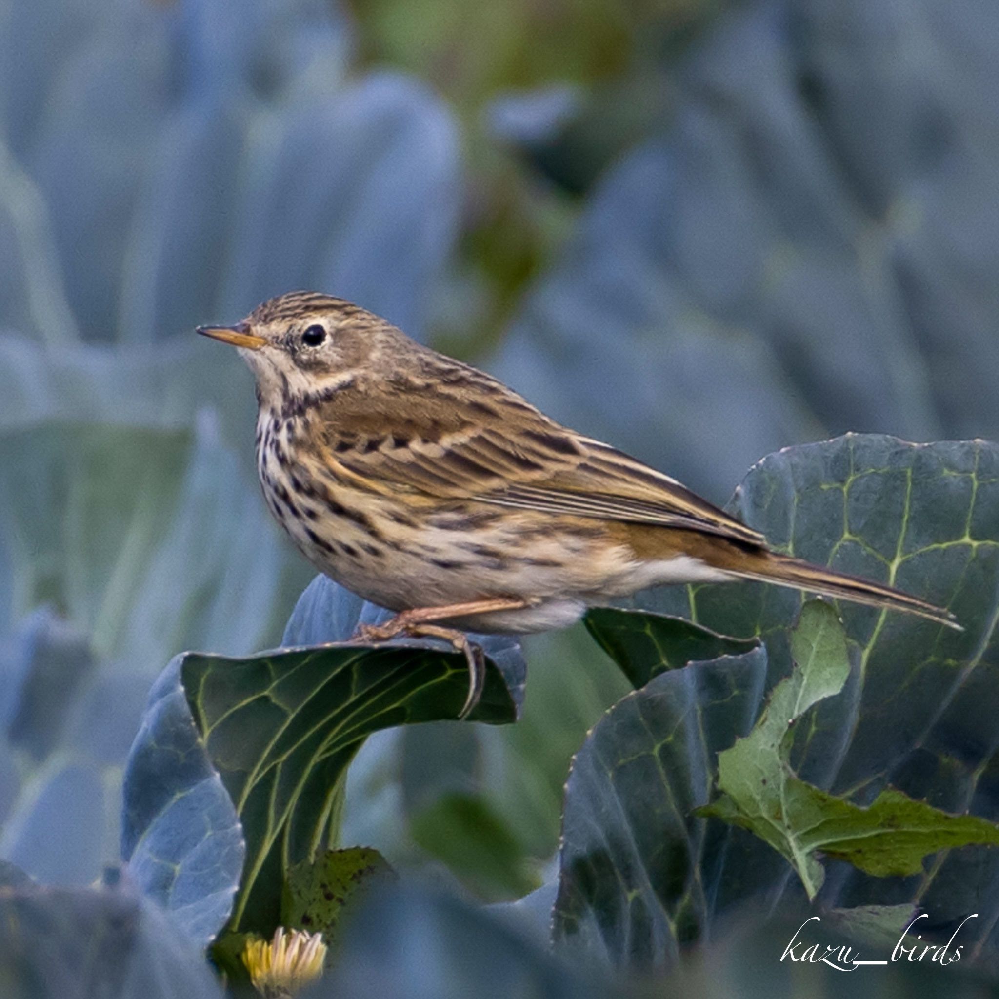 Photo of Meadow Pipit at 山口 by アグリ