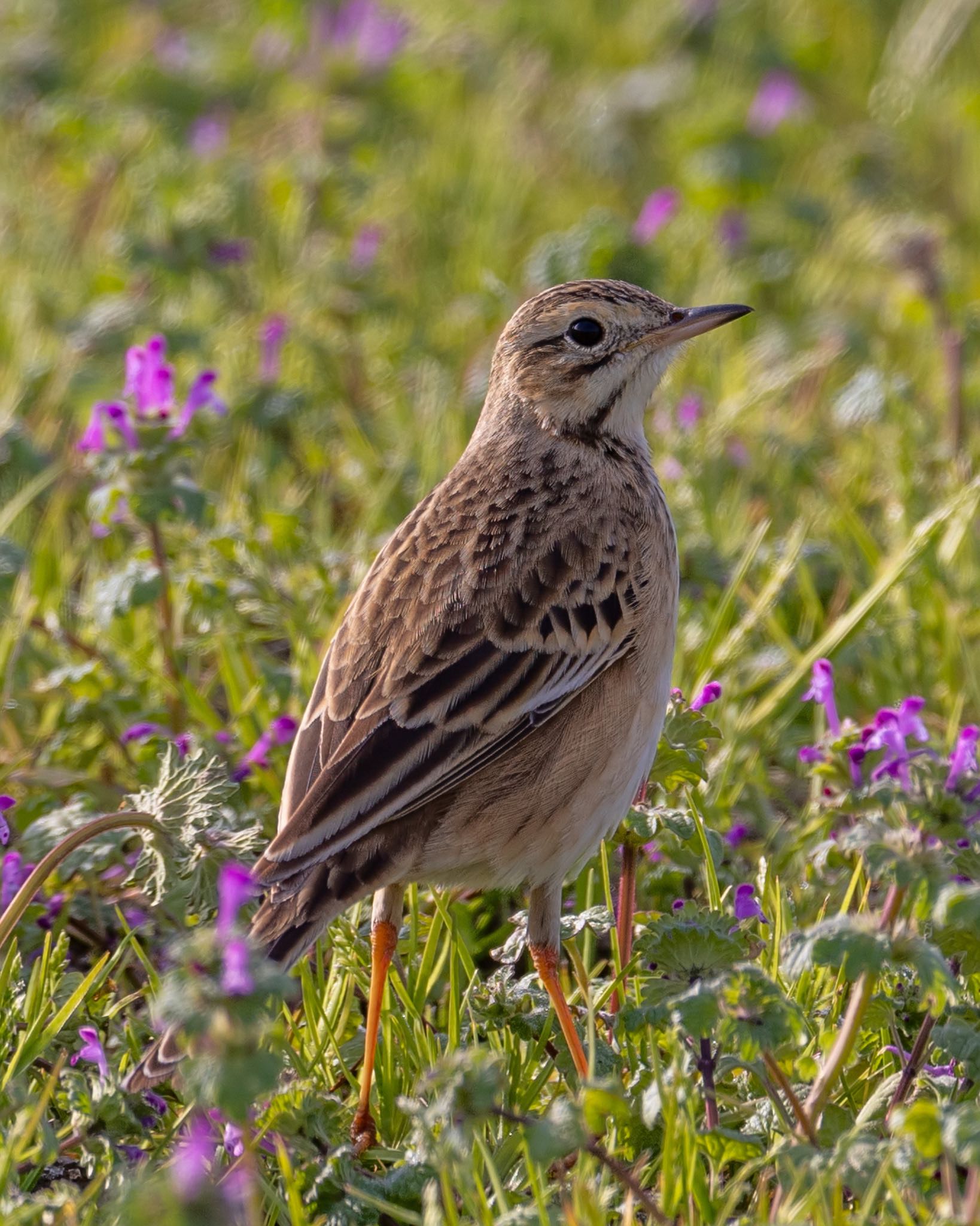Photo of Richard's Pipit at 熊本 by アグリ