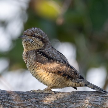 Eurasian Wryneck 福岡 Wed, 11/9/2022