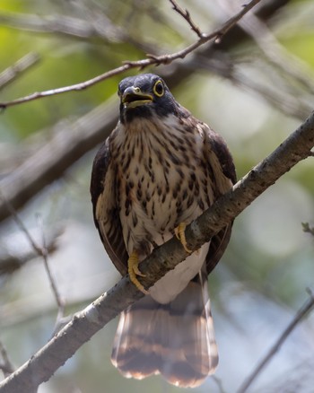 Malaysian Hawk-Cuckoo 福岡 Thu, 9/15/2022