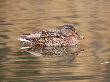 Mallard 秦野市 Sat, 3/2/2024