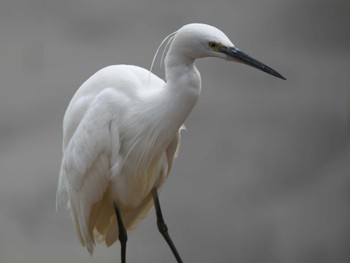 Little Egret 平塚田んぼ Sat, 3/2/2024