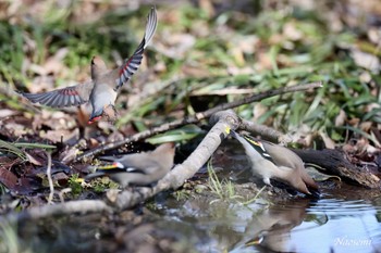 Bohemian Waxwing 東京都 Sat, 3/9/2024